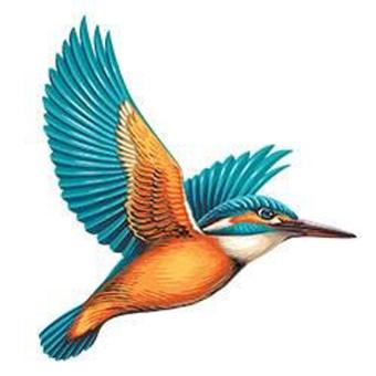 https://indiantelevision.com/sites/default/files/styles/340x340/public/images/tv-images/2022/04/19/kingfisher.jpg?itok=HvAkS75Y